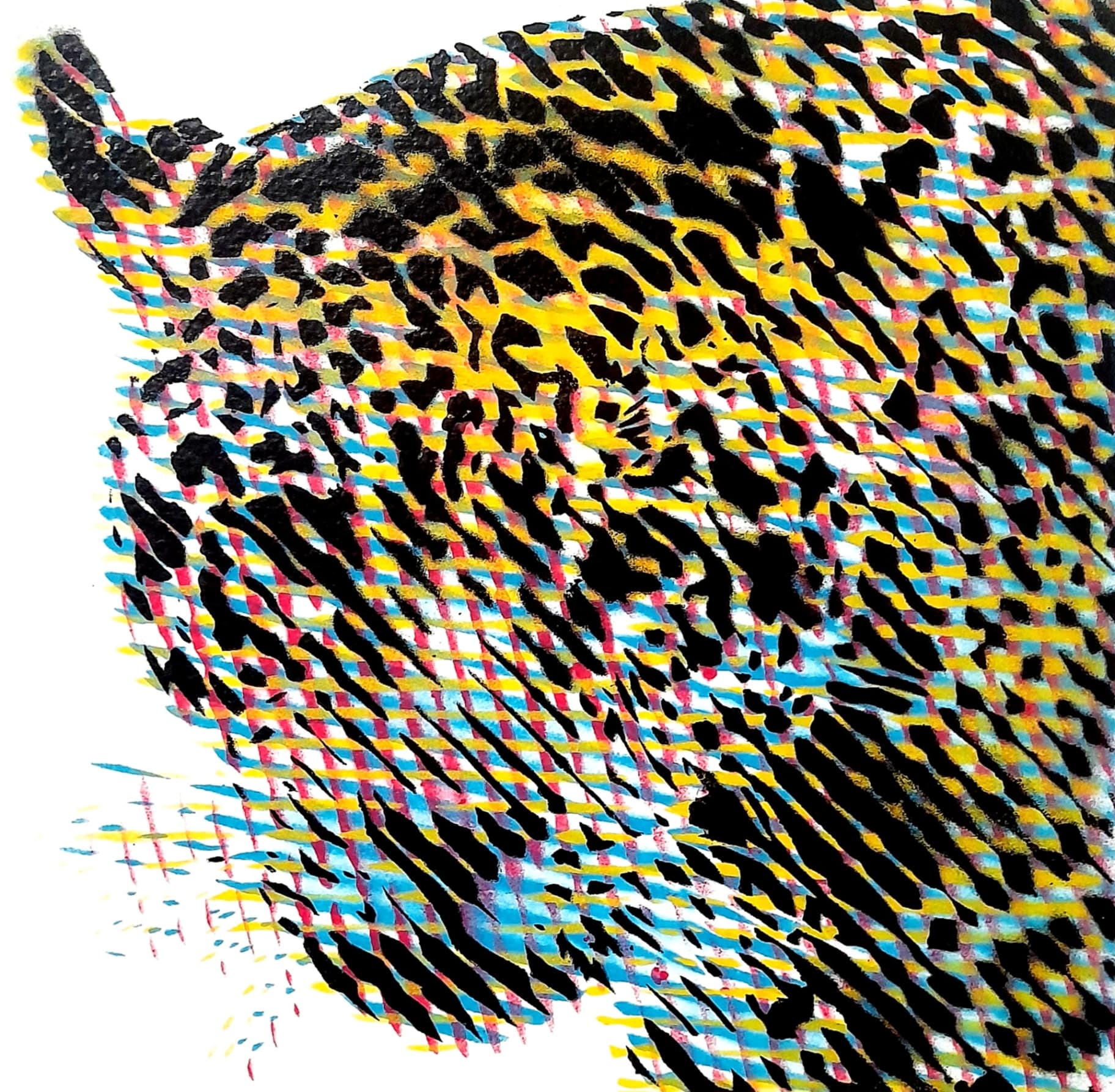 Felidae L.A. Panthera Onca Palustris